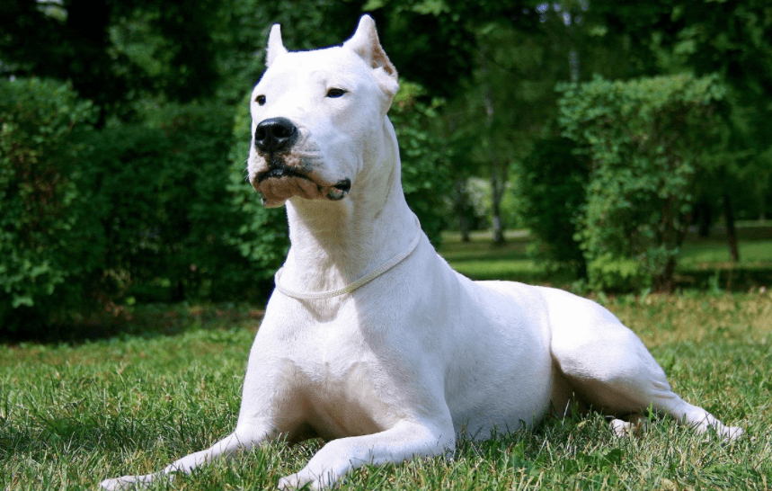 排在第四的則是阿根廷的杜高犬而它的體重也讓直接分了兩個等級,正常