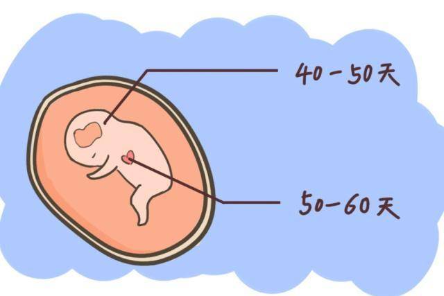 怀孕40天b超孕囊图图片