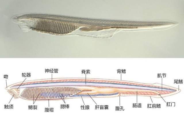 人类中耳由鱼鳃进化而来被石锤 还有哪些器官是鱼鳃进化来的 下颌 神经 相关