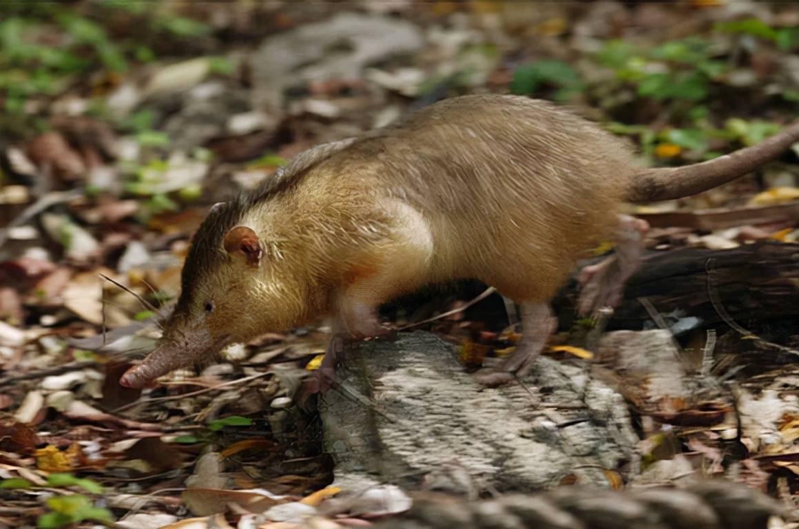 世界上濒危的10种哺乳动物(一)_针鼹_体长_有毒