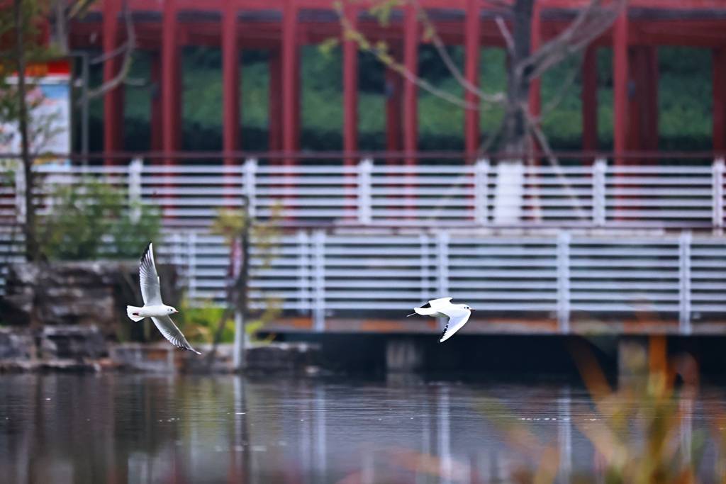 这群“熟客”又来，在富源县玉顺湖逗留