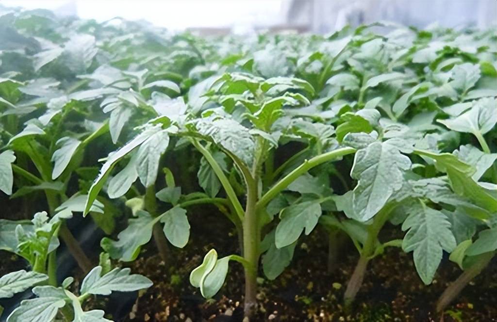 西红柿分苗三注意快来看一看