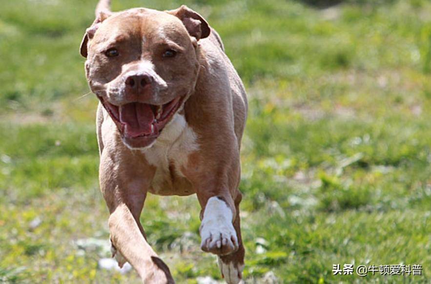 第八名是巴西菲勒犬,他是集智慧與攻擊力於一身的超級獵犬.