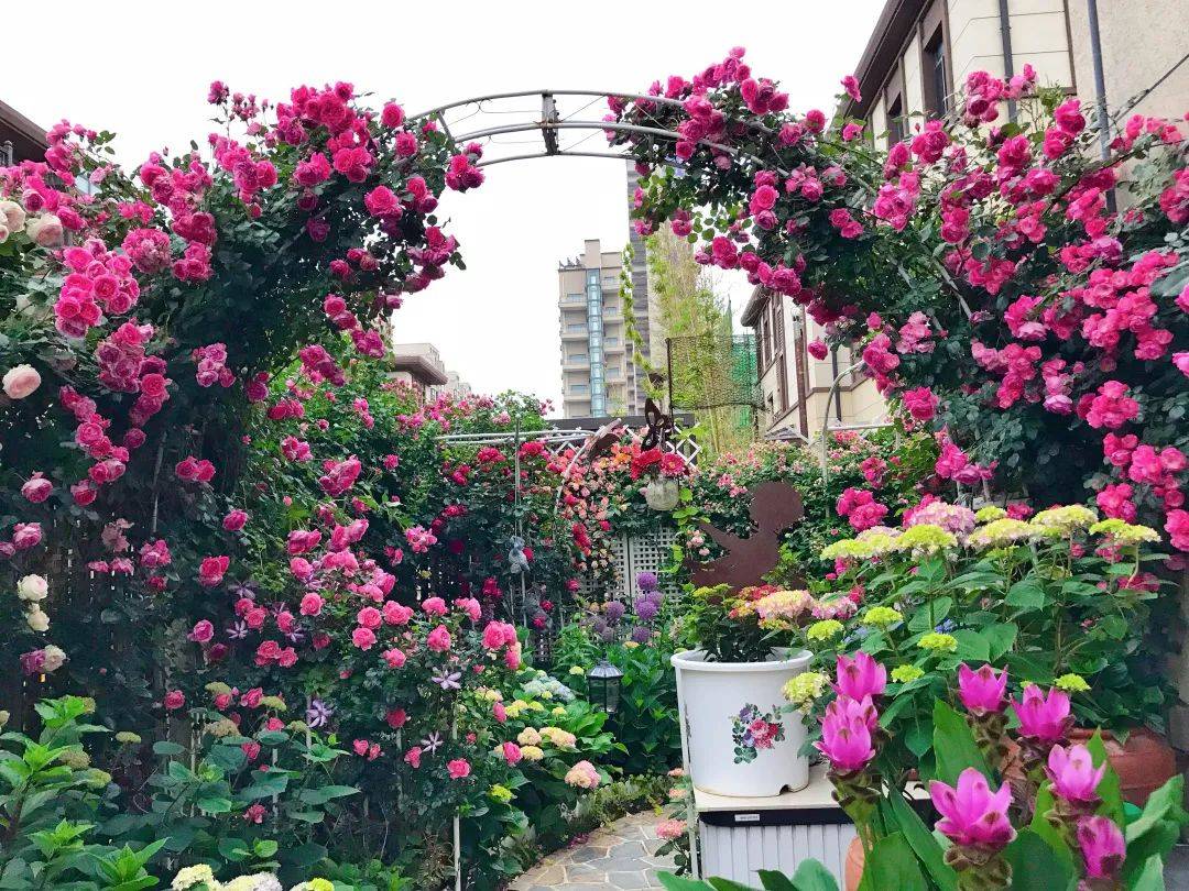 原创海妈花园拜访北方花友种花9年在海边拥有自己的玫瑰花园