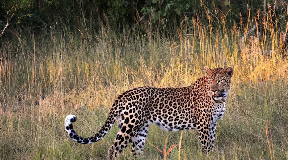 杭州第3只金钱豹外逃已21天外逃期间它吃什么专家都饿瘦了