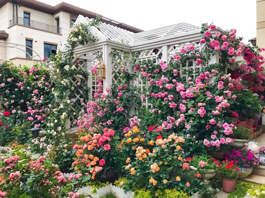 原创海妈花园拜访北方花友种花9年在海边拥有自己的玫瑰花园