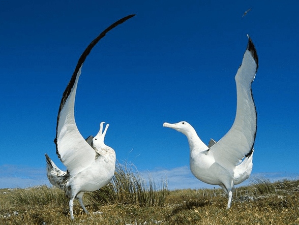 原创白色羽毛的飞鸟你见过吗一种完美得像天使一种似古代谦谦君子