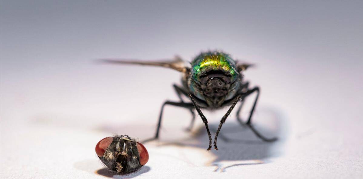 原创苍蝇为何把头拧下来玩苍蝇没有大脑可以存活而人类却不可以