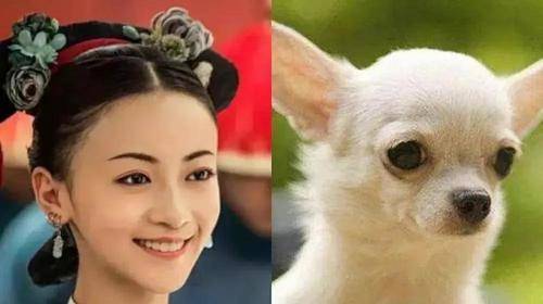 原创简直太搞笑了明星们和动物撞脸了刘昊然和秋田犬表情包竟然有点像