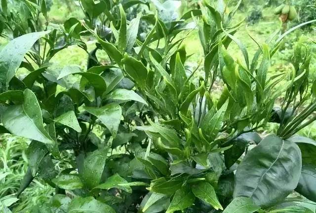 不容忽视的打药5大禁忌_农药_药剂_混用