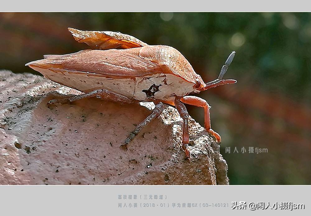 昆蟲攝影:昆蟲,從若蟲蛻變到成蟲,女大十八變_手機_直翅目_竹節蟲