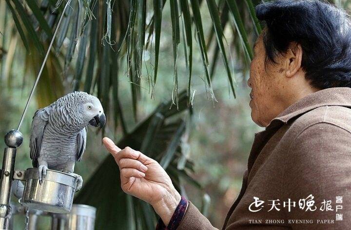 南海动物园有两只会说话的灰色鹦鹉 系优秀保护动物