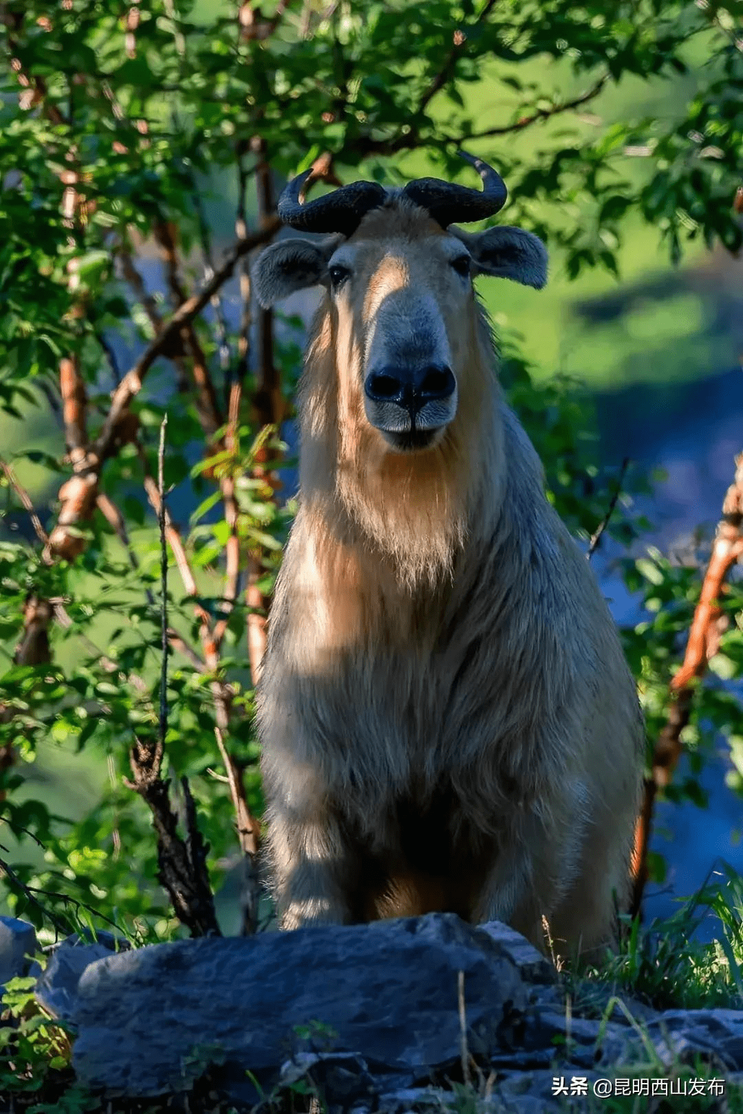 原创中国仅存数千头六不像神兽长啥样