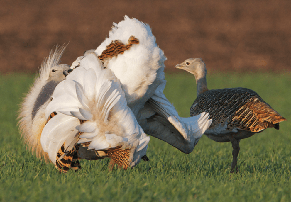 原创蒙受了不白之冤的国宝最重的会飞的鸟类大鸨