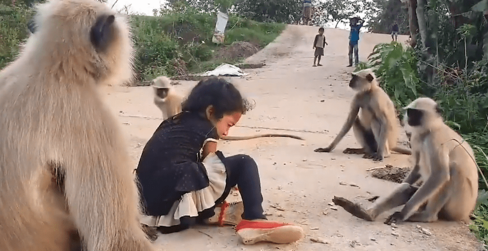 Revengeful Monkeys Killing 250 Dogs in Maharashtra Have Inspired Gang War  Memes - News18