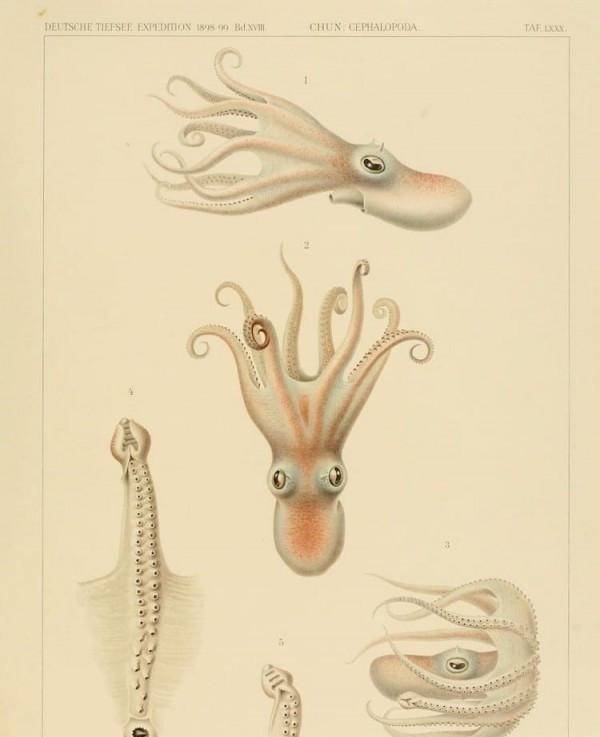 描绘一百年前深海生物的古代插图