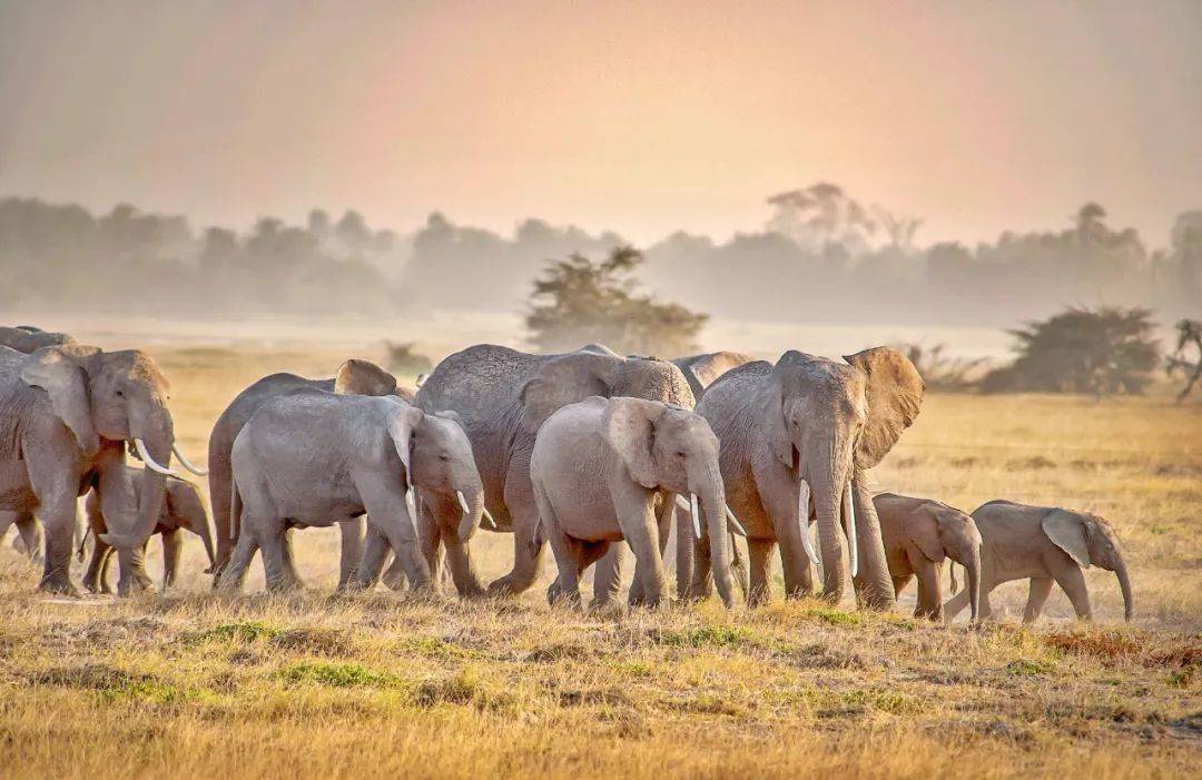 为什么非洲雌象不长象牙了?是自然选择,还是偷猎者造成的?