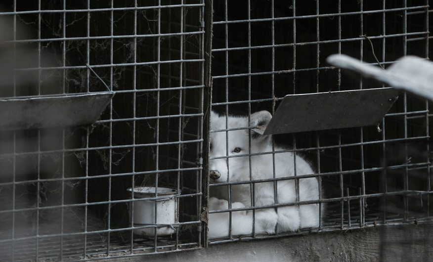 原創住墓地吃腐肉又自相殘殺殘忍狡猾的狐狸曾還是祥瑞之獸