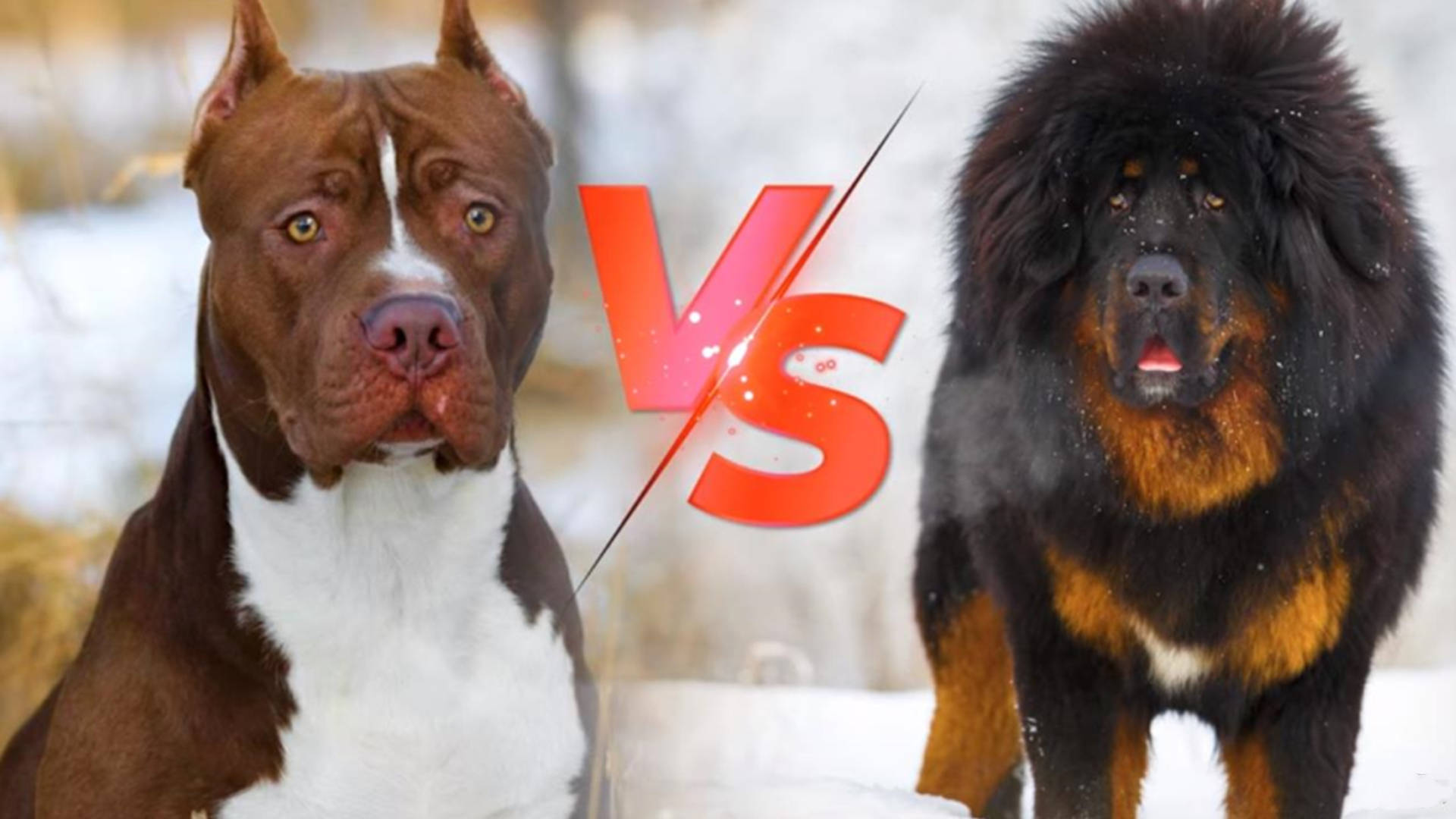 藏獒vs比特犬谁才是真正的狗中之王