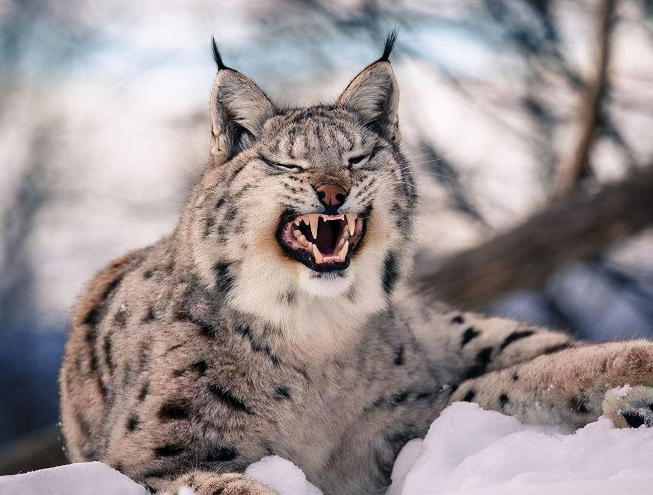 原创狼见了都要叫大哥的猞猁在森林里究竟有多恐怖