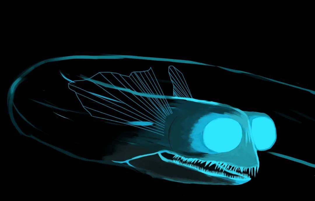 发现如此神奇的鱼不禁感叹造物主的想象力,毕竟打着灯笼找鱼(如鮟鱇)