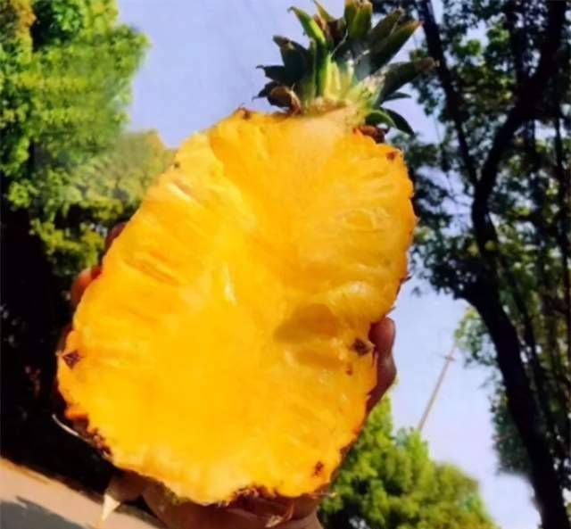 原创菲律宾都乐凤梨酸甜适口清香多汁提前感受夏天的味道