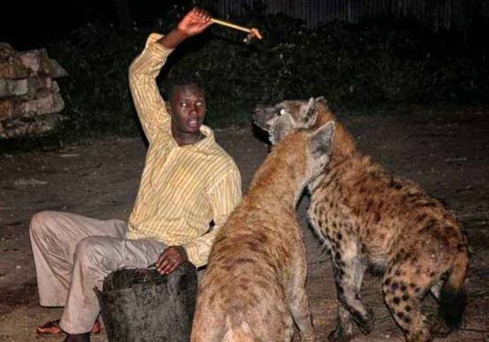 非洲爆发人狗大战斑鬣狗组团袭击人类为什么要报复我们