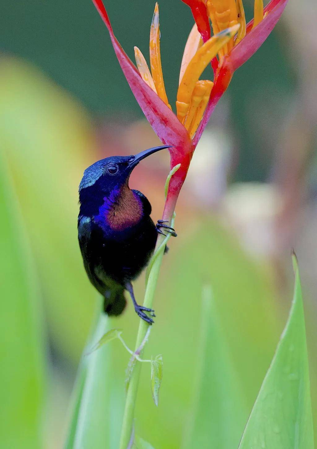 紫喉花蜜鸟图片