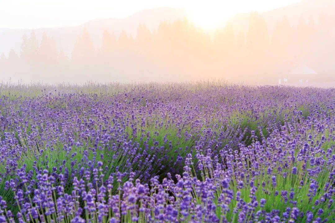 日本缺货韩国下跌,全球家电调市场最近不太好-家电圈官网
