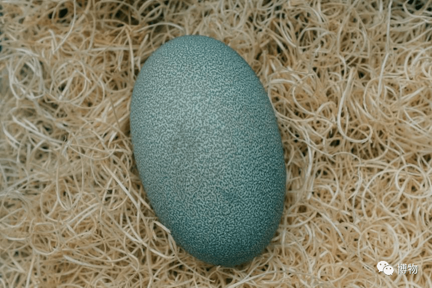 鹤鸵蛋图片