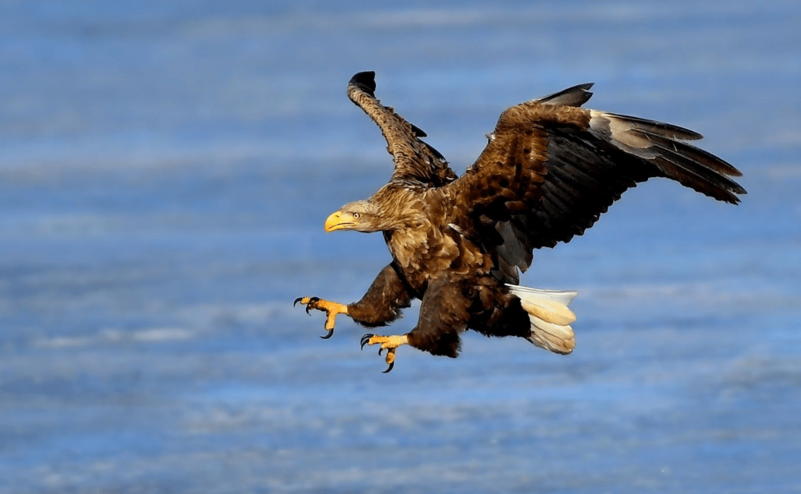 原创胆大包天的猛雕居然敢抓狮子的幼崽不过阿根廷巨鹰比它更强