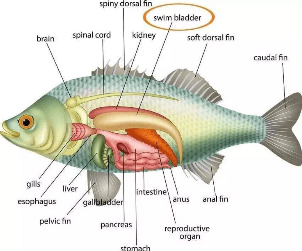 鱼的内部结构图片名称图片