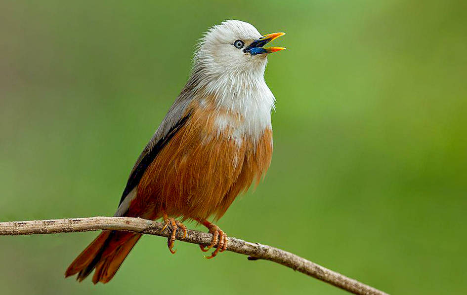 白头椋鸟灰头椋鸟灰头椋鸟头顶,枕和头侧珠灰色或灰白色,羽轴白色