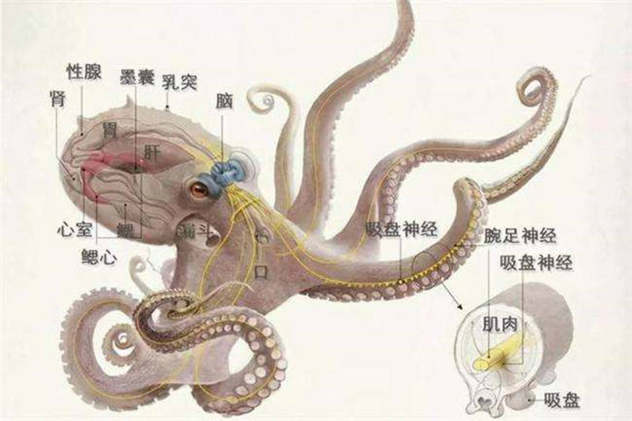 不是食物链顶端,智商已经高到人们无法理解,章鱼有何奇特之处?