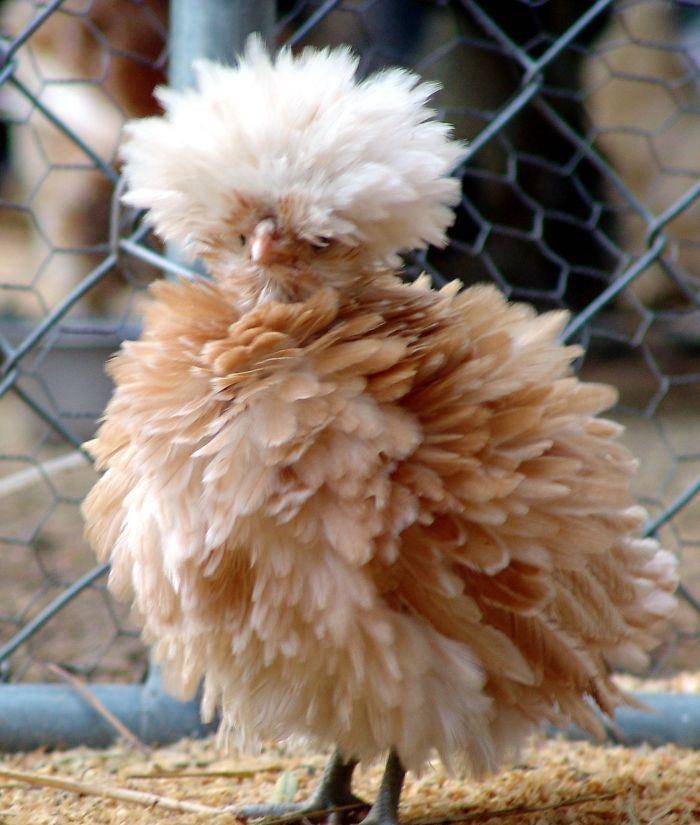 原创可爱的长毛动物但有些已经看不出是什么了