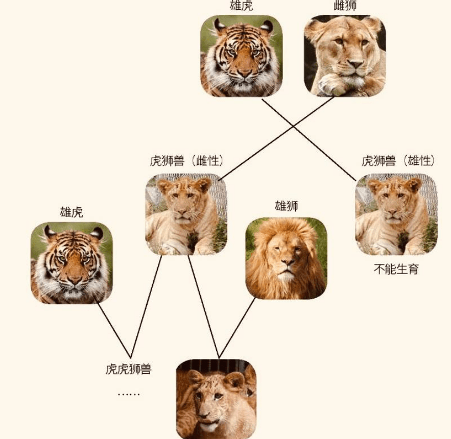 原创老虎和狮子有生殖隔离为何还有雌性狮虎兽能生下狮狮虎兽