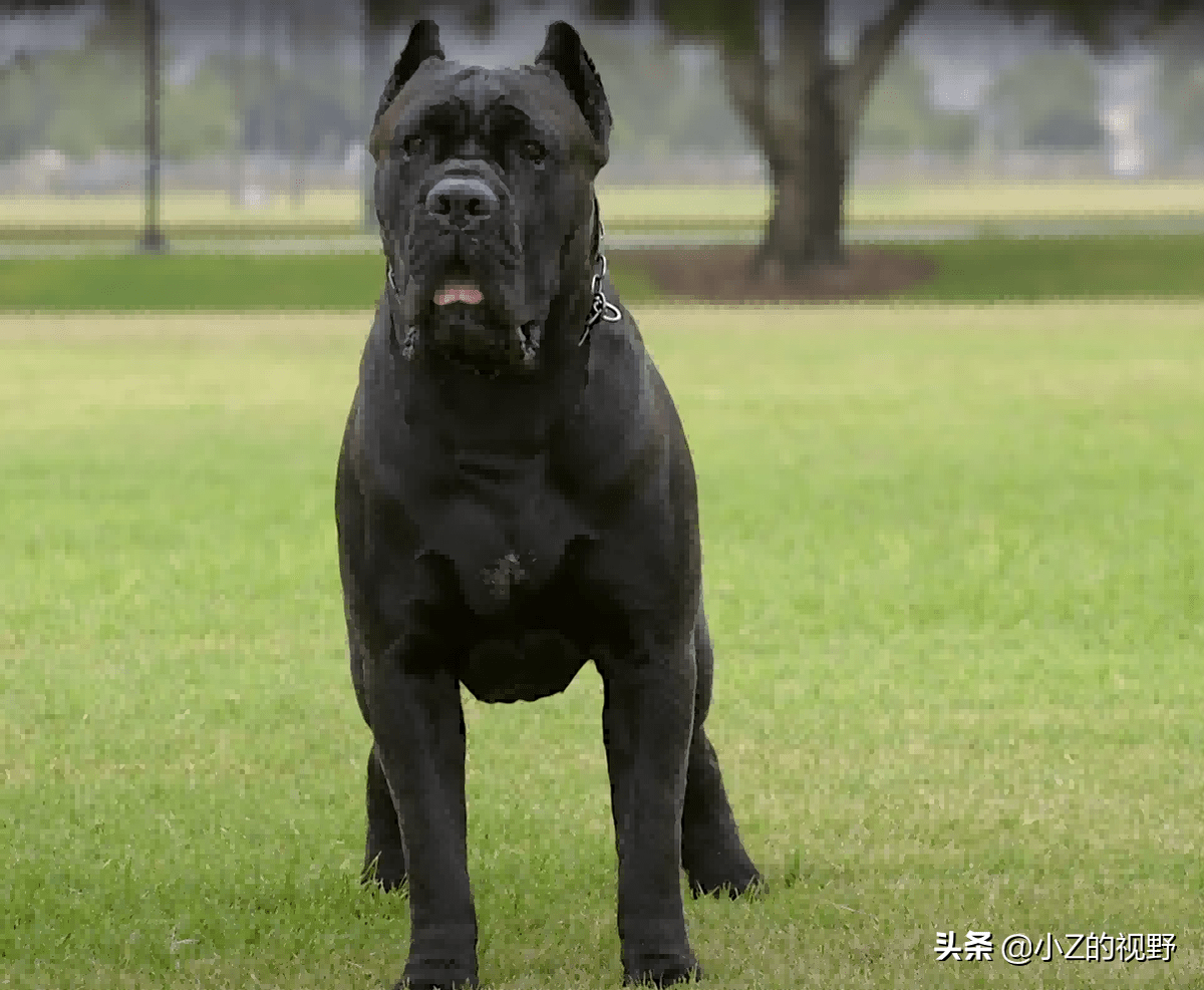 原創猛犬卡斯羅曾經走在滅絕邊緣的物種它有何歷史淵源