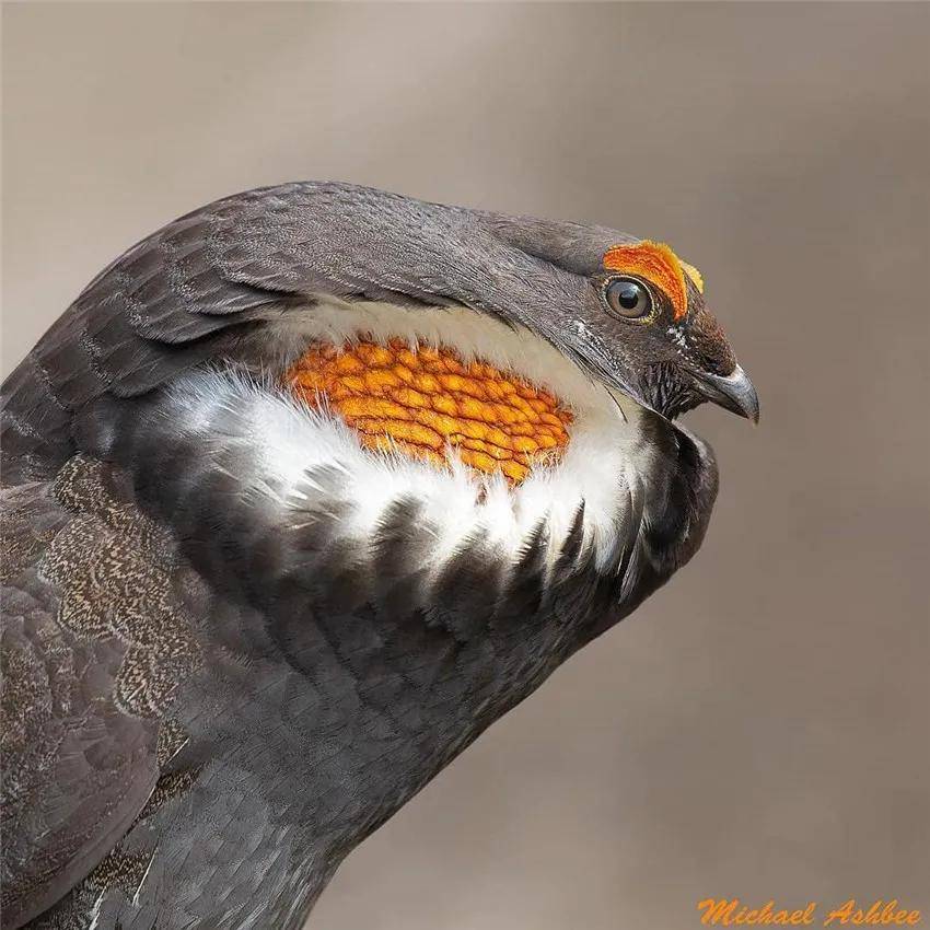 相对于怕羞的文须雀,乌蓝松鸡(dendragapus fuliginosu)就自信得多了