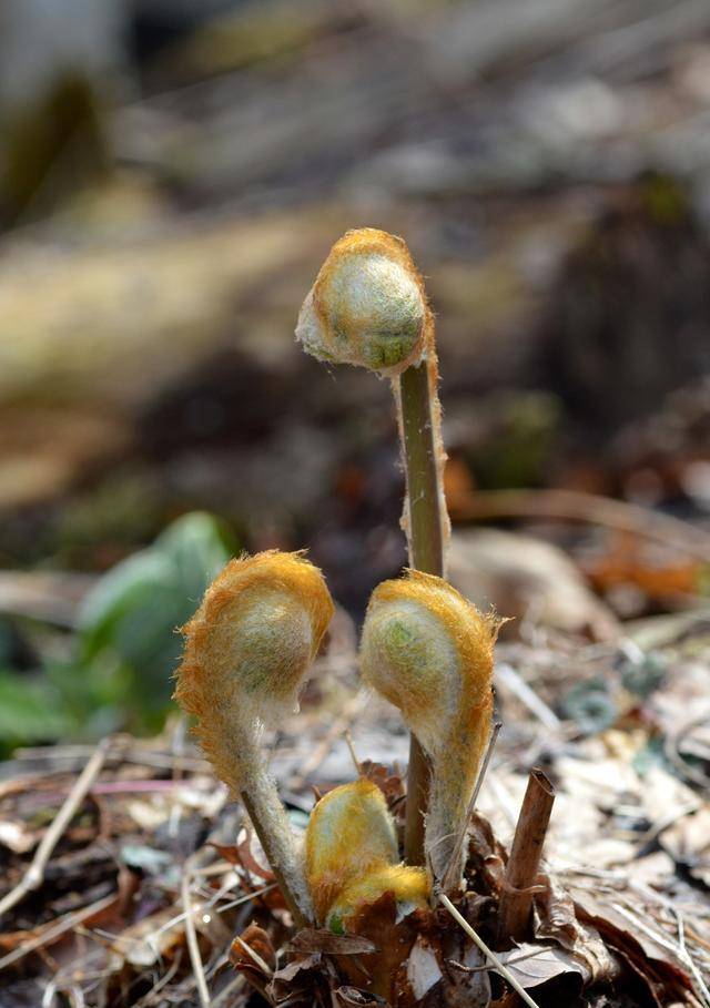 因为在蕨菜中含有一些不利健康的物质,比如草酸和原蕨苷,这些物质进入