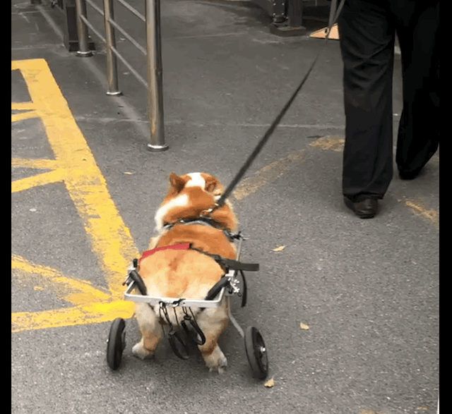 柯基的后腿不能站起来了,主人给它买了个小轮椅,是真的爱它啊!