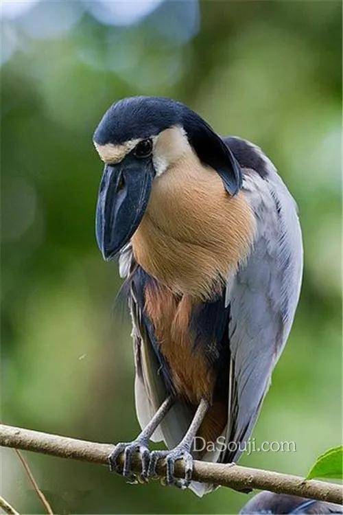 原创绝对奇怪如果你见过这些奇怪的鸟那可真是奇了怪了二