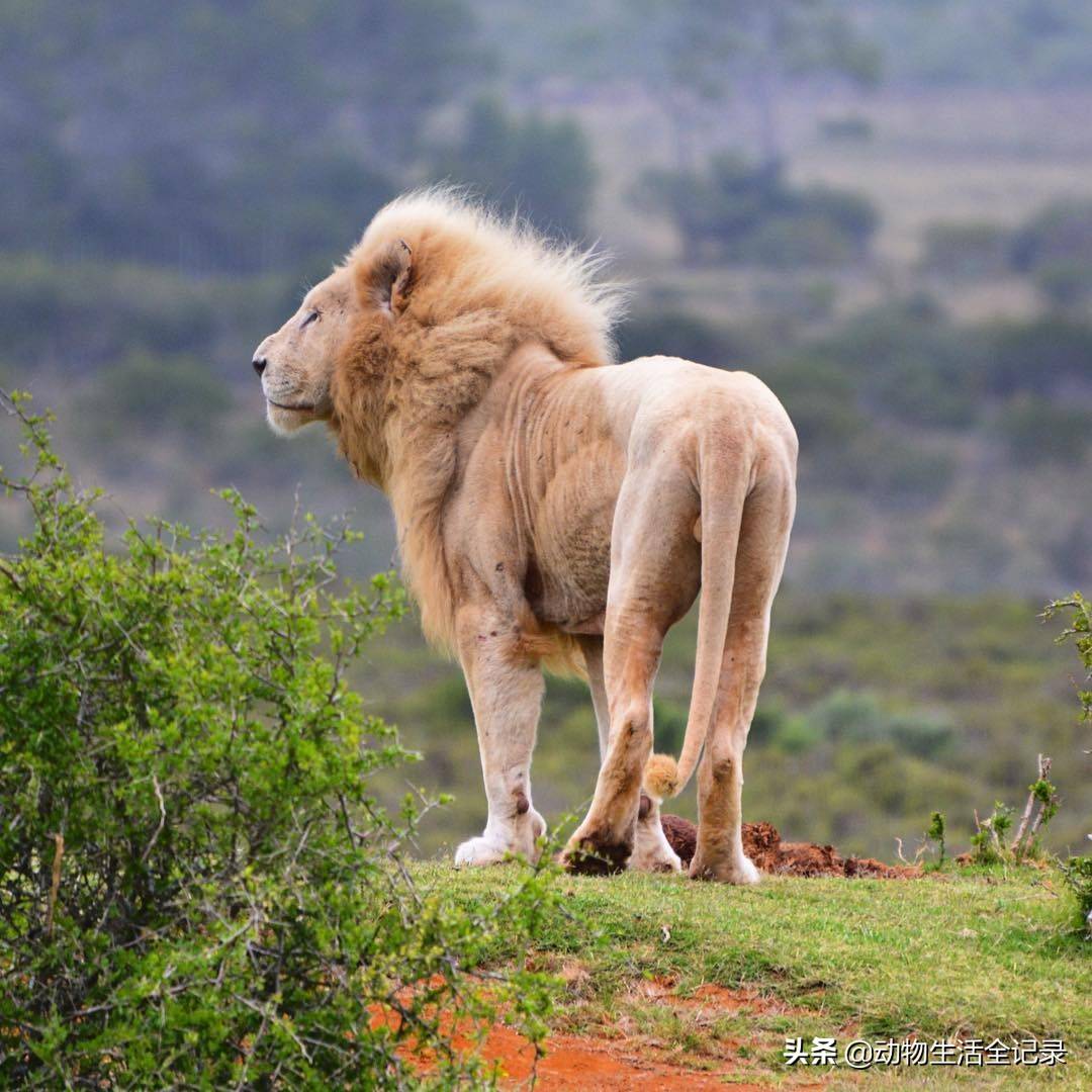 白狮王特姆巴:活到17岁高龄,睡眠中死去,老雄狮一路走好_普巴_保护区