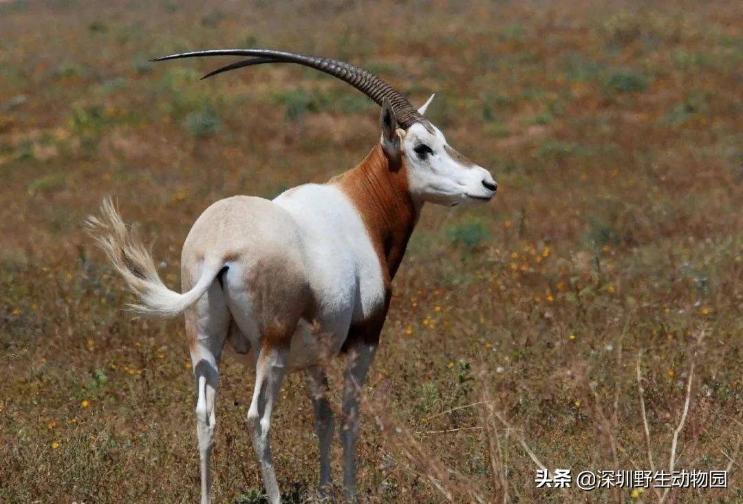 原創牛科動物大盤點看過的小夥伴都說牛