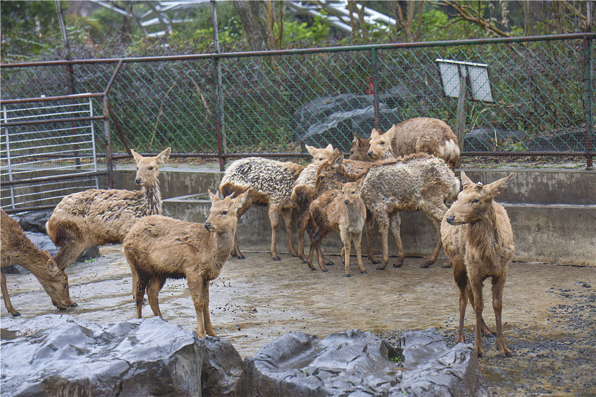 没错,这不是错觉你并不是在澳洲,这里是桂林动物园可以亲眼见到袋鼠
