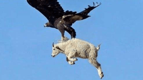 原创金雕和美洲角雕的知名度都非常的高谁才是猛禽中的王者呢