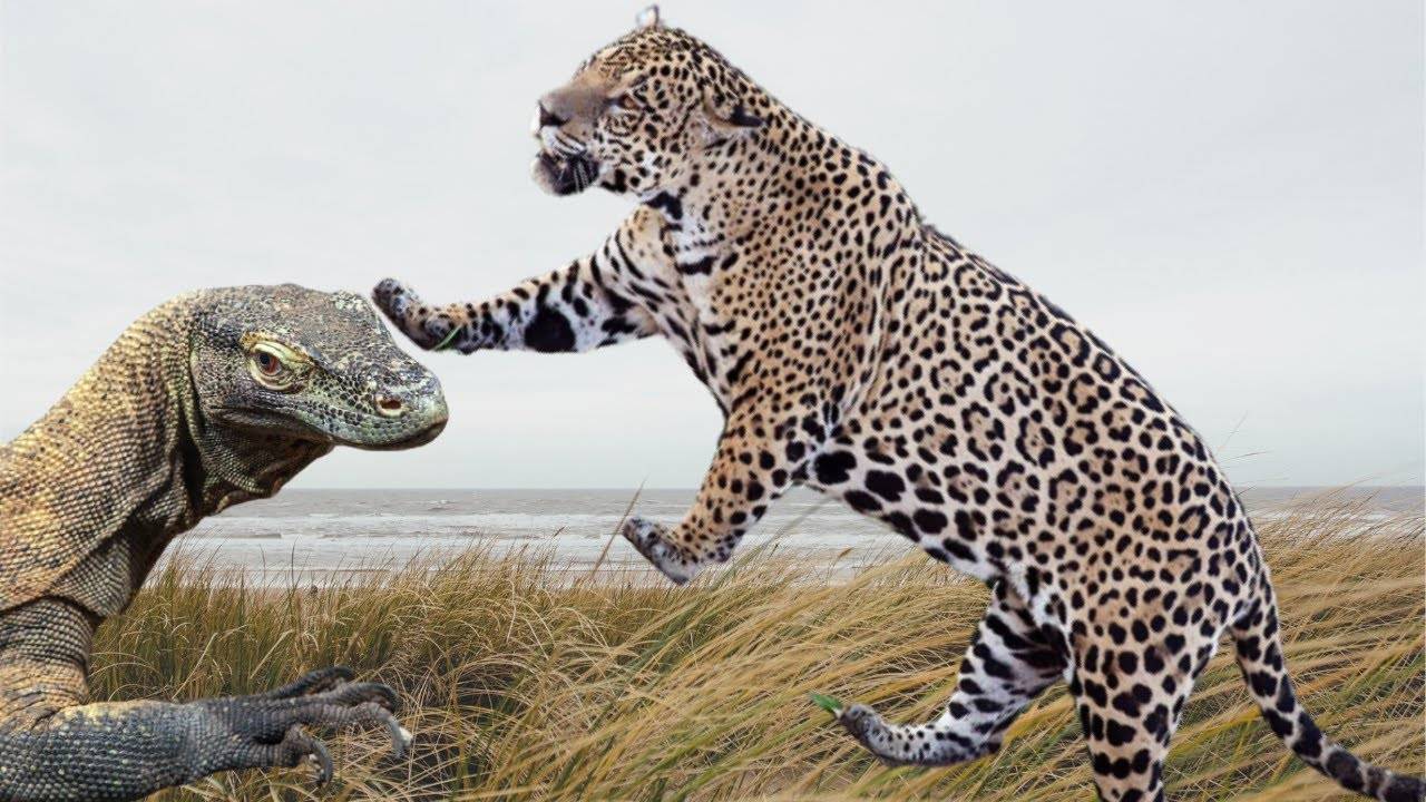 美洲豹vs科莫多巨蜥如果两者正面硬肛谁会笑到最后呢