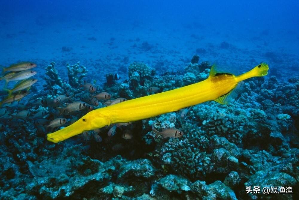 喇叭鱼非常善于隐藏,有时甚至会使用大型草食性鱼类,作为自己的私人