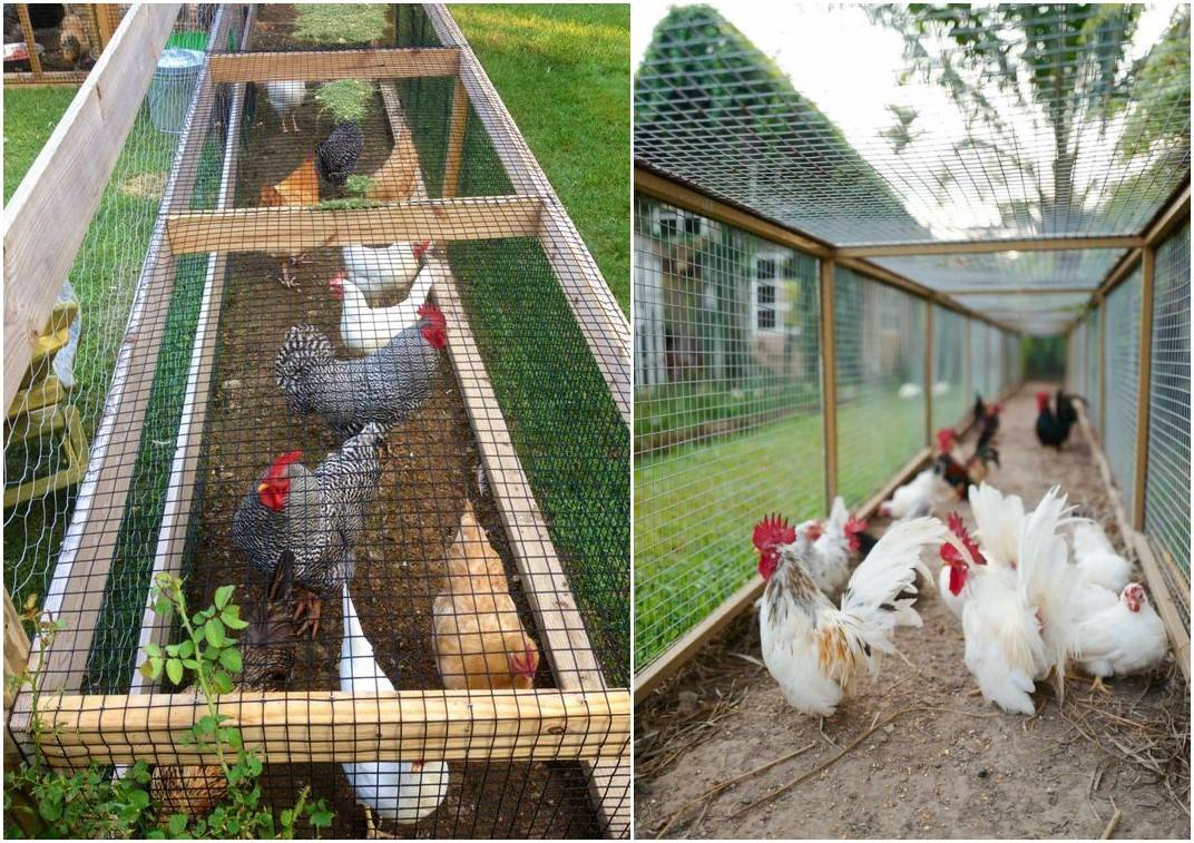 院子里纱网房菜园 养鸡,实现蔬菜水果自由还干净