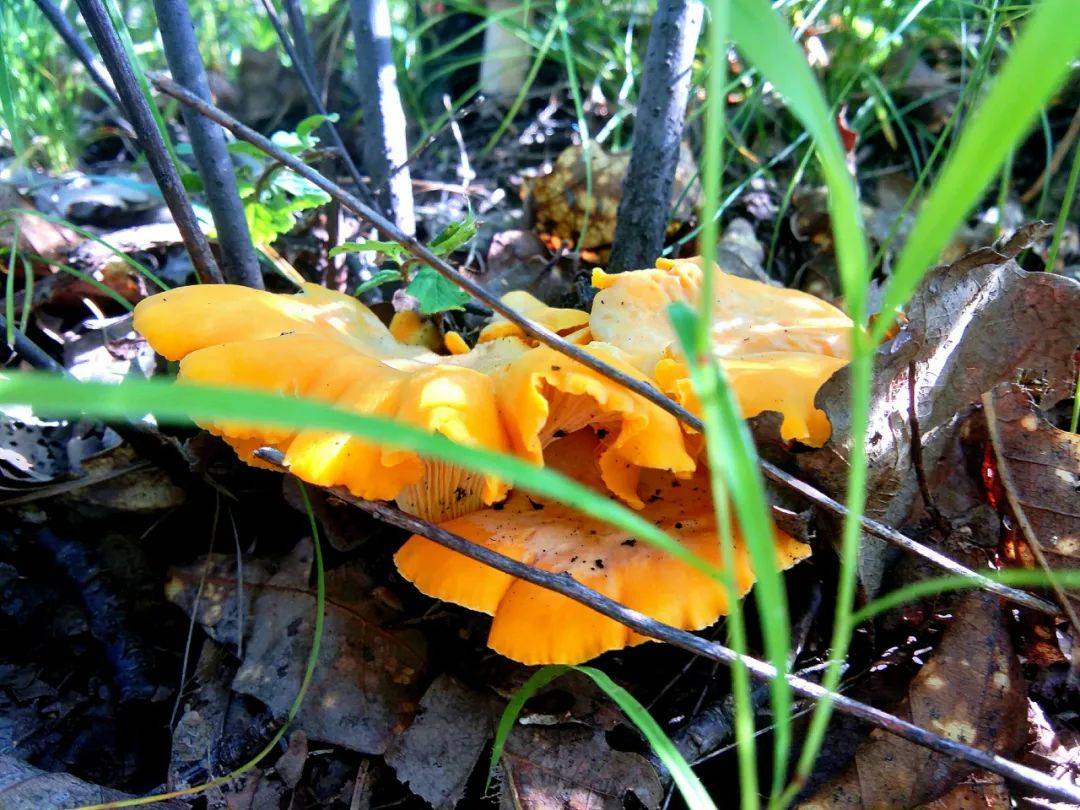原创全球四大名菌之一有奶香味杏仁味7月就能采摘很多地方都有
