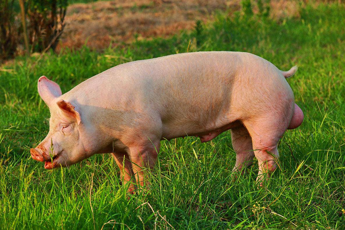 猪身上发红怎么回事猪身上发红是什么病怎么治疗方法在这